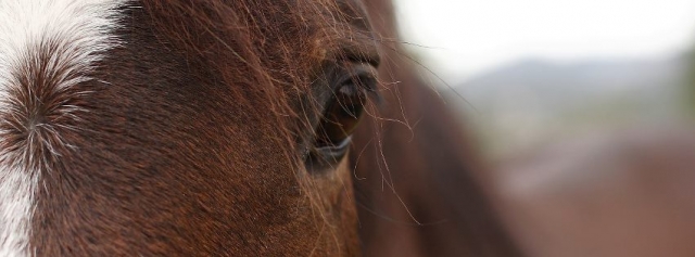 Comunicación con el caballo 
